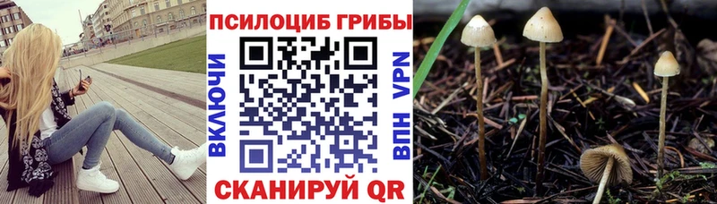 Псилоцибиновые грибы Cubensis  наркошоп  Ясногорск 
